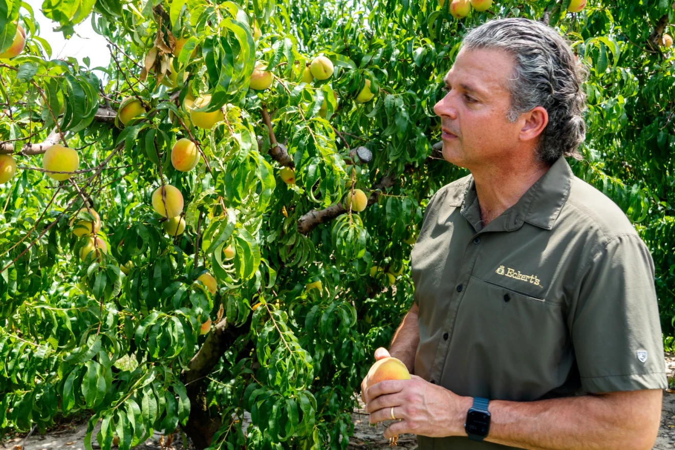 Chris Eckert examines a peach tree.